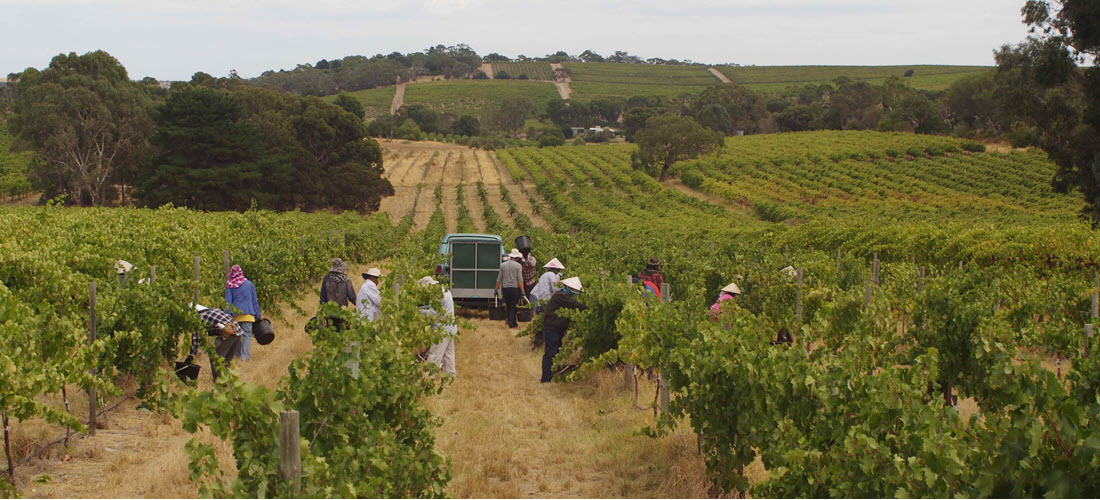 Hastwell and Lightfoot vineyard